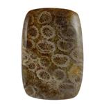 سنگ فسیل مرجان کد TG5922