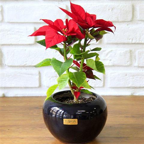 هدیه برای کریسمس