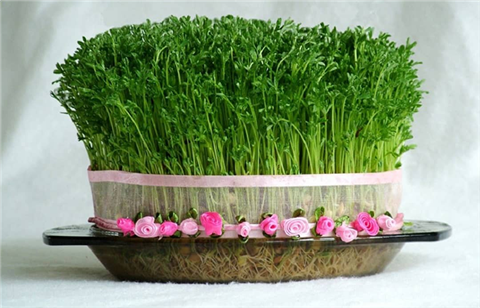 زمان کاشت سبزه